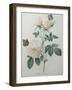 Bengal Rose-Pierre-Joseph Redoute-Framed Art Print