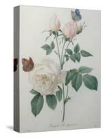 Bengal Rose-Pierre-Joseph Redoute-Stretched Canvas
