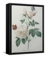 Bengal Rose-Pierre-Joseph Redoute-Framed Stretched Canvas