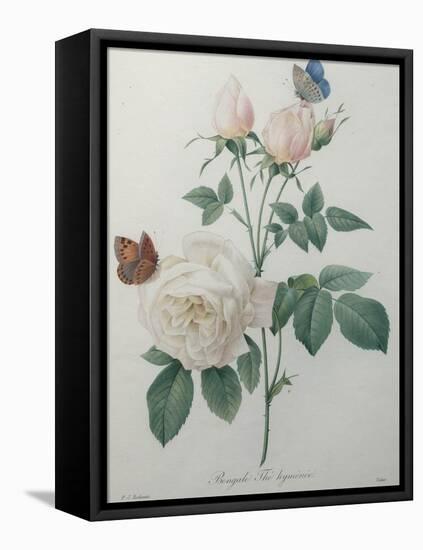 Bengal Rose-Pierre-Joseph Redoute-Framed Stretched Canvas