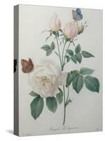 Bengal Rose-Pierre-Joseph Redoute-Stretched Canvas