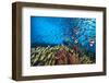 Bengal snapper, Bannerfish and Fusiliers diving towards coral reef to avoid predators, Maldives-Alex Mustard-Framed Photographic Print