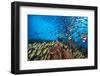 Bengal snapper, Bannerfish and Fusiliers diving towards coral reef to avoid predators, Maldives-Alex Mustard-Framed Photographic Print