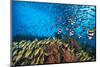 Bengal snapper, Bannerfish and Fusiliers diving towards coral reef to avoid predators, Maldives-Alex Mustard-Mounted Photographic Print