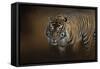 Bengal Stare-Jai Johnson-Framed Stretched Canvas