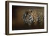 Bengal Stare-Jai Johnson-Framed Giclee Print