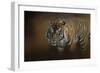 Bengal Stare-Jai Johnson-Framed Giclee Print