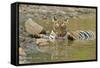 Bengal Tiger at the Waterhole, Tadoba Andheri Tiger Reserve, India-Jagdeep Rajput-Framed Stretched Canvas