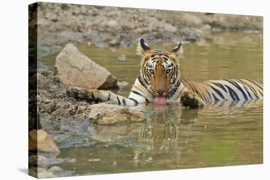 Bengal Tiger at the Waterhole, Tadoba Andheri Tiger Reserve, India-Jagdeep Rajput-Stretched Canvas