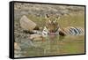 Bengal Tiger at the Waterhole, Tadoba Andheri Tiger Reserve, India-Jagdeep Rajput-Framed Stretched Canvas