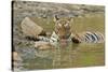 Bengal Tiger at the Waterhole, Tadoba Andheri Tiger Reserve, India-Jagdeep Rajput-Stretched Canvas