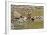 Bengal Tiger at the Waterhole, Tadoba Andheri Tiger Reserve, India-Jagdeep Rajput-Framed Photographic Print