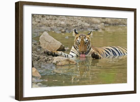 Bengal Tiger at the Waterhole, Tadoba Andheri Tiger Reserve, India-Jagdeep Rajput-Framed Photographic Print