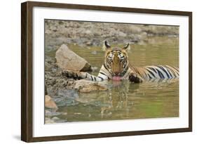 Bengal Tiger at the Waterhole, Tadoba Andheri Tiger Reserve, India-Jagdeep Rajput-Framed Photographic Print