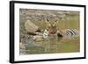 Bengal Tiger at the Waterhole, Tadoba Andheri Tiger Reserve, India-Jagdeep Rajput-Framed Photographic Print