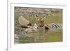 Bengal Tiger at the Waterhole, Tadoba Andheri Tiger Reserve, India-Jagdeep Rajput-Framed Photographic Print