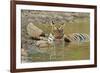 Bengal Tiger at the Waterhole, Tadoba Andheri Tiger Reserve, India-Jagdeep Rajput-Framed Photographic Print