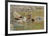 Bengal Tiger at the Waterhole, Tadoba Andheri Tiger Reserve, India-Jagdeep Rajput-Framed Photographic Print