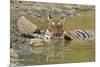 Bengal Tiger at the Waterhole, Tadoba Andheri Tiger Reserve, India-Jagdeep Rajput-Mounted Photographic Print