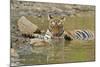 Bengal Tiger at the Waterhole, Tadoba Andheri Tiger Reserve, India-Jagdeep Rajput-Mounted Photographic Print