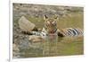 Bengal Tiger at the Waterhole, Tadoba Andheri Tiger Reserve, India-Jagdeep Rajput-Framed Photographic Print
