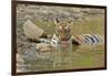 Bengal Tiger at the Waterhole, Tadoba Andheri Tiger Reserve, India-Jagdeep Rajput-Framed Photographic Print