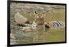 Bengal Tiger at the Waterhole, Tadoba Andheri Tiger Reserve, India-Jagdeep Rajput-Framed Photographic Print