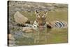 Bengal Tiger at the Waterhole, Tadoba Andheri Tiger Reserve, India-Jagdeep Rajput-Stretched Canvas