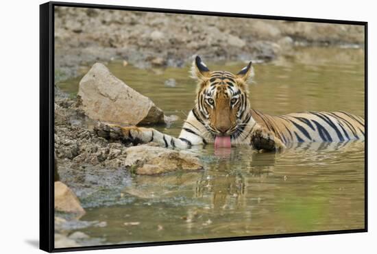 Bengal Tiger at the Waterhole, Tadoba Andheri Tiger Reserve, India-Jagdeep Rajput-Framed Stretched Canvas