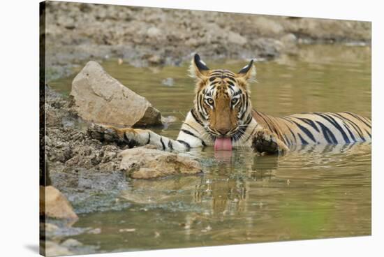 Bengal Tiger at the Waterhole, Tadoba Andheri Tiger Reserve, India-Jagdeep Rajput-Stretched Canvas