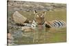 Bengal Tiger at the Waterhole, Tadoba Andheri Tiger Reserve, India-Jagdeep Rajput-Stretched Canvas