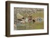 Bengal Tiger at the Waterhole, Tadoba Andheri Tiger Reserve, India-Jagdeep Rajput-Framed Premium Photographic Print