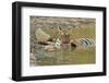 Bengal Tiger at the Waterhole, Tadoba Andheri Tiger Reserve, India-Jagdeep Rajput-Framed Premium Photographic Print