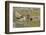 Bengal Tiger at the Waterhole, Tadoba Andheri Tiger Reserve, India-Jagdeep Rajput-Framed Photographic Print