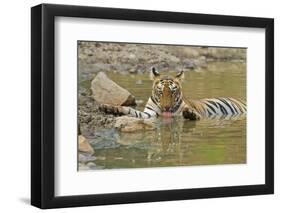 Bengal Tiger at the Waterhole, Tadoba Andheri Tiger Reserve, India-Jagdeep Rajput-Framed Photographic Print