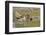 Bengal Tiger at the Waterhole, Tadoba Andheri Tiger Reserve, India-Jagdeep Rajput-Framed Photographic Print