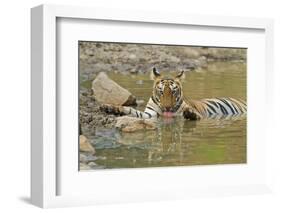 Bengal Tiger at the Waterhole, Tadoba Andheri Tiger Reserve, India-Jagdeep Rajput-Framed Photographic Print