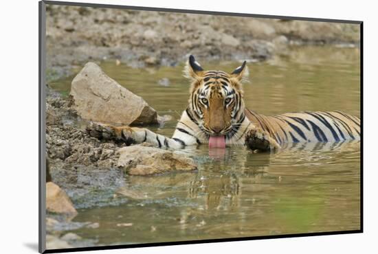 Bengal Tiger at the Waterhole, Tadoba Andheri Tiger Reserve, India-Jagdeep Rajput-Mounted Photographic Print