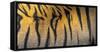 Bengal tiger back extreme close up, India-Panoramic Images-Framed Stretched Canvas