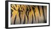 Bengal tiger back extreme close up, India-Panoramic Images-Framed Photographic Print