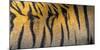 Bengal tiger back extreme close up, India-Panoramic Images-Mounted Photographic Print