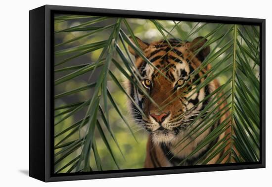 Bengal Tiger behind Palm Fronds-DLILLC-Framed Stretched Canvas