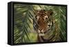Bengal Tiger behind Palm Fronds-DLILLC-Framed Stretched Canvas