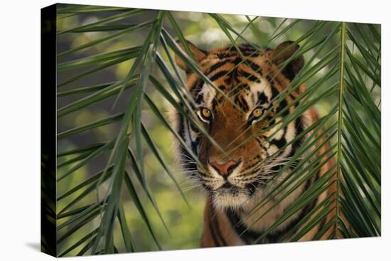 Bengal Tiger behind Palm Fronds-DLILLC-Stretched Canvas