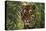 Bengal Tiger behind Palm Fronds-DLILLC-Stretched Canvas