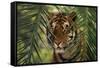 Bengal Tiger behind Palm Fronds-DLILLC-Framed Stretched Canvas