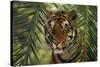 Bengal Tiger behind Palm Fronds-DLILLC-Stretched Canvas