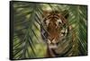 Bengal Tiger behind Palm Fronds-DLILLC-Framed Stretched Canvas