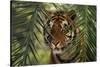 Bengal Tiger behind Palm Fronds-DLILLC-Stretched Canvas