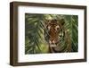 Bengal Tiger behind Palm Fronds-DLILLC-Framed Photographic Print